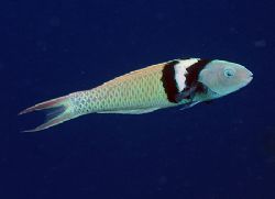 Bluehead Wrasse. Nikon D200 with 60mm lens. by Jim Chambers 